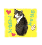 猫のむぎといと②（個別スタンプ：12）