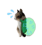 猫のむぎといと②（個別スタンプ：14）