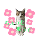 猫のむぎといと②（個別スタンプ：15）