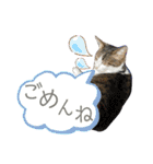猫のむぎといと②（個別スタンプ：16）