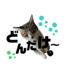 猫のむぎといと②（個別スタンプ：17）
