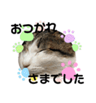 猫のむぎといと②（個別スタンプ：18）