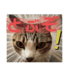 猫のむぎといと②（個別スタンプ：19）