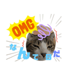 猫のむぎといと②（個別スタンプ：20）