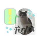 猫のむぎといと②（個別スタンプ：21）
