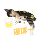 猫のむぎといと②（個別スタンプ：24）