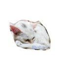 ハジ＆キリ猫の日常②（個別スタンプ：14）