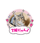 うちのこスタンプ7（個別スタンプ：2）