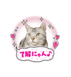 うちのこスタンプ7（個別スタンプ：8）