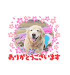 うちのこスタンプ7（個別スタンプ：12）