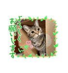 うちのこスタンプ7（個別スタンプ：15）