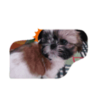 シーズー犬めい2（個別スタンプ：3）