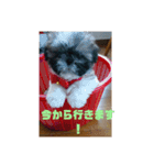 シーズー犬めい2（個別スタンプ：4）