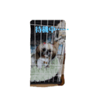 シーズー犬めい2（個別スタンプ：5）