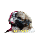 シーズー犬めい2（個別スタンプ：6）
