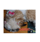 シーズー犬めい2（個別スタンプ：7）