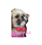 シーズー犬めい2（個別スタンプ：8）