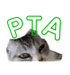 ぺぺさんより 学校 保護者 PTA 子供会 発言（個別スタンプ：1）