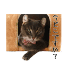 おうちネコちゃんの敬語スタンプ（個別スタンプ：1）