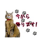 おうちネコちゃんの敬語スタンプ（個別スタンプ：2）