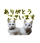 おうちネコちゃんの敬語スタンプ（個別スタンプ：3）