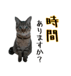 おうちネコちゃんの敬語スタンプ（個別スタンプ：6）