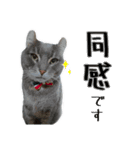 おうちネコちゃんの敬語スタンプ（個別スタンプ：8）
