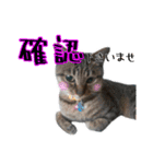 おうちネコちゃんの敬語スタンプ（個別スタンプ：10）