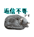 おうちネコちゃんの敬語スタンプ（個別スタンプ：11）