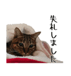 おうちネコちゃんの敬語スタンプ（個別スタンプ：12）