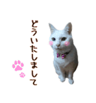 おうちネコちゃんの敬語スタンプ（個別スタンプ：14）