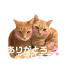 ミー太とちゃちゃ丸2（個別スタンプ：5）