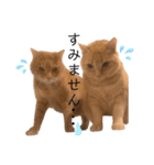 ミー太とちゃちゃ丸2（個別スタンプ：10）