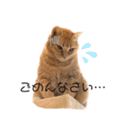 ミー太とちゃちゃ丸2（個別スタンプ：11）