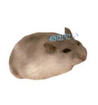 あんこともちあん（個別スタンプ：4）