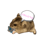 あんこともちあん（個別スタンプ：6）