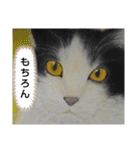 私ちゃんと猫の日常スタンプ（個別スタンプ：3）