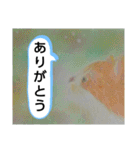 私ちゃんと猫の日常スタンプ（個別スタンプ：10）