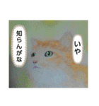 私ちゃんと猫の日常スタンプ（個別スタンプ：12）