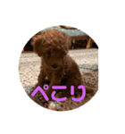 こはるトイプー（個別スタンプ：3）