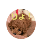 こはるトイプー（個別スタンプ：5）