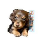 カニヘンダックス 子犬（個別スタンプ：3）