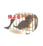 カニヘンダックス 子犬（個別スタンプ：4）