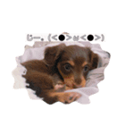 カニヘンダックス 子犬（個別スタンプ：5）
