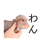 カニヘンダックス 子犬（個別スタンプ：7）