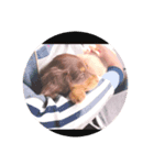 カニヘンダックス 子犬（個別スタンプ：8）