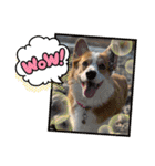 コーギー犬すずちゃん（個別スタンプ：1）