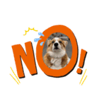 コーギー犬すずちゃん（個別スタンプ：2）
