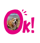 コーギー犬すずちゃん（個別スタンプ：3）