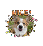 コーギー犬すずちゃん（個別スタンプ：4）